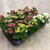 KALANCHOE 7 CM ROSALINA MIX